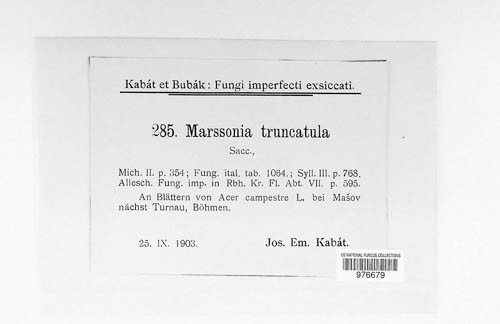 Marssonina truncatula image